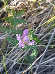 Astragalus alpinus