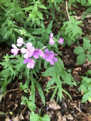 Phlox carolina
