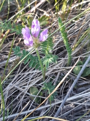 Astragalus alpinus