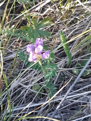 Astragalus alpinus