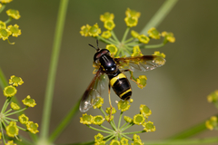 Chrysotoxum bicinctum