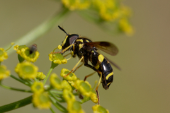 Chrysotoxum bicinctum