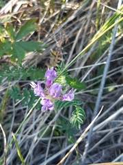 Astragalus alpinus
