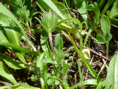 Chaetanthera ciliata