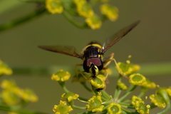 Chrysotoxum bicinctum