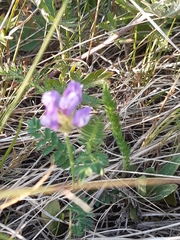 Astragalus alpinus