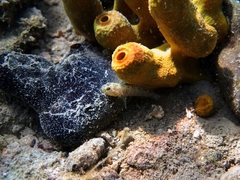 Millerigobius macrocephalus