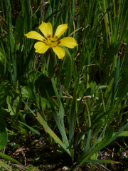 Sisyrinchium graminifolium