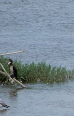 Phalacrocorax carbo