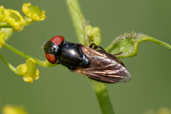 Chrysogaster solstitialis