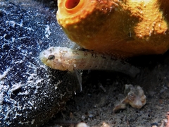 Millerigobius macrocephalus