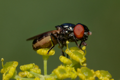 Chrysogaster solstitialis