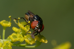 Chrysogaster solstitialis