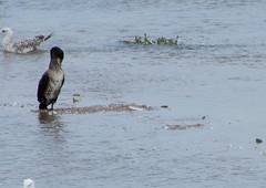 Phalacrocorax carbo
