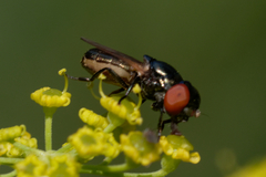 Chrysogaster solstitialis