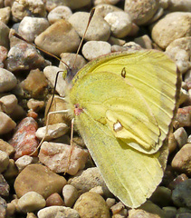 Colias interior
