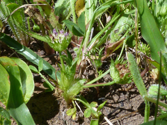 Trifolium microdon