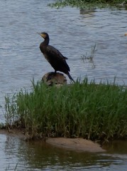 Phalacrocorax carbo