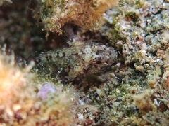 Millerigobius macrocephalus