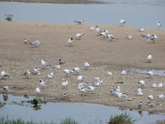 Chroicocephalus ridibundus