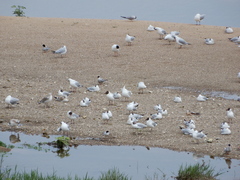 Chroicocephalus ridibundus