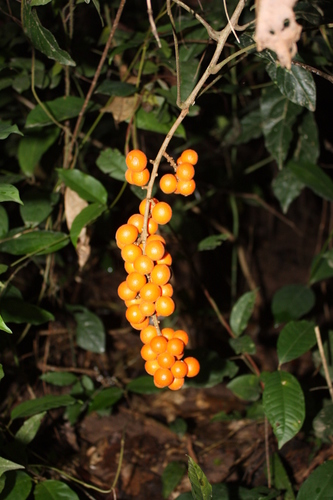 Deinbollia pinnata