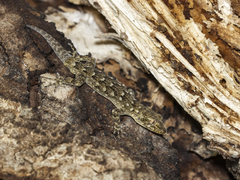 Mediodactylus orientalis