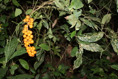 Deinbollia pinnata