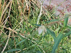 Nicotiana repanda