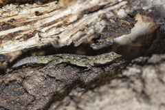 Mediodactylus orientalis