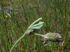 Trifolium striatum
