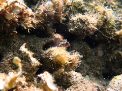 Millerigobius macrocephalus