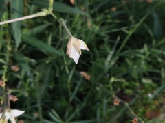 Nicotiana repanda