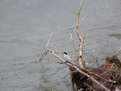 Sterna hirundo