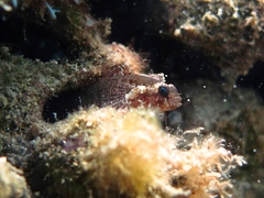 Millerigobius macrocephalus
