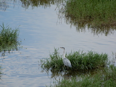 Ardea cinerea