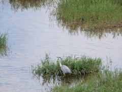 Ardea cinerea