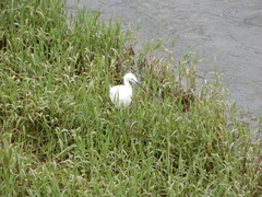 Egretta garzetta