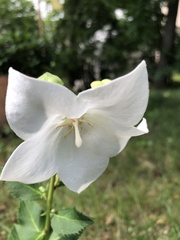 Platycodon