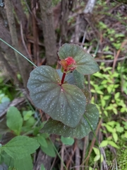 Begonia tapatia