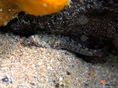 Millerigobius macrocephalus