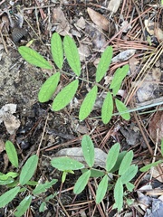 Tephrosia spicata