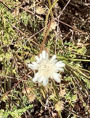 Pycnocomon rutifolium