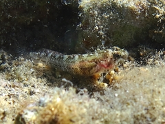 Millerigobius macrocephalus