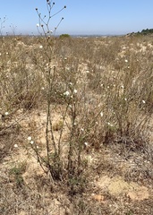 Pycnocomon rutifolium