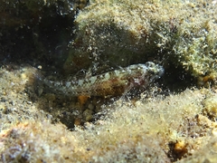 Millerigobius macrocephalus