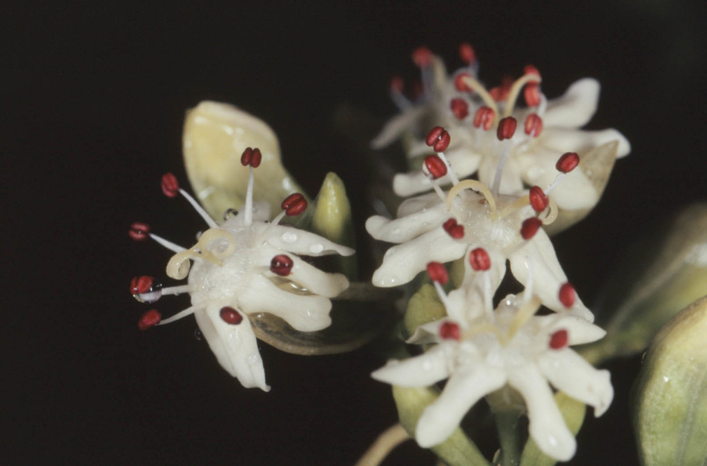 Calycophyllum spruceanum