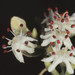 Calycophyllum - Photo (c) C. E. Timothy Paine, algunos derechos reservados (CC BY-NC)