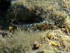 Millerigobius macrocephalus