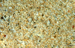 Cycloachelous granulatus